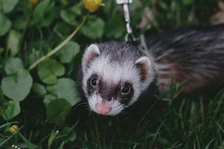 Ferret Body Langauge