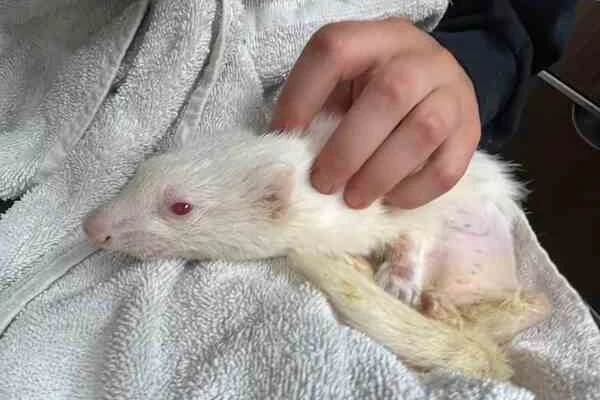 Ferret Body Langauge