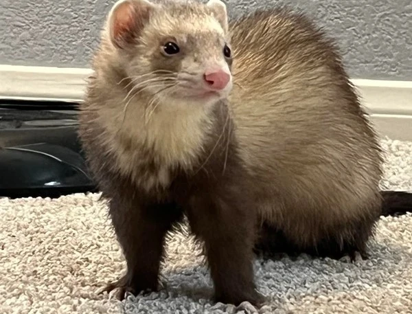 Ferret Body Language