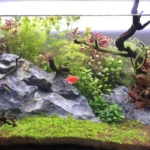 How to clean a fish tank