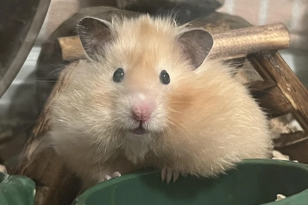 hamster sounds and body language