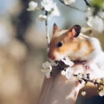 hamster sound and body language