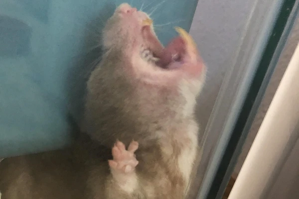 Hamster sounds and body language