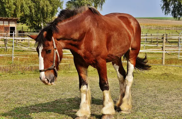 Handle a horse