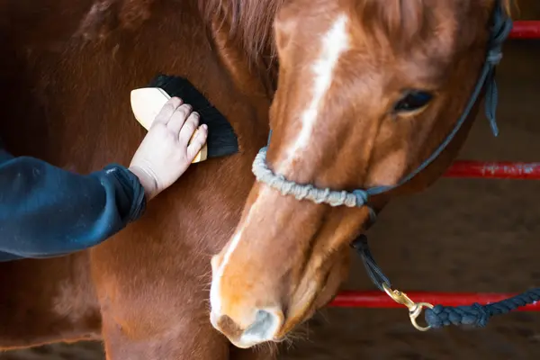 Handle a horse