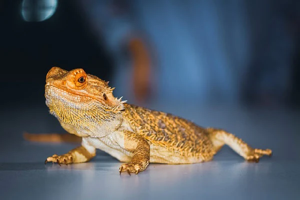 Train a bearded dragon