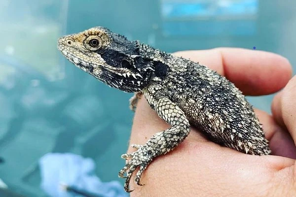 Train a bearded dragon