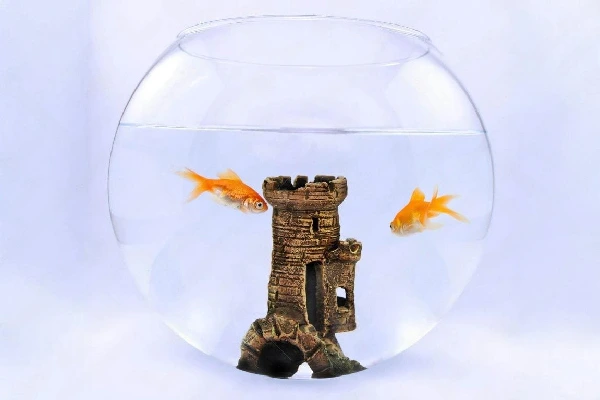 How-to-take-care-of-goldfish-