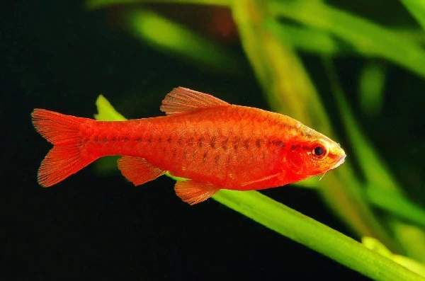 best-Red-Aquarium-Fish-Species-You-Can-Keep-Cherry-Barb-Puntius-titteya-Petaidinfo
