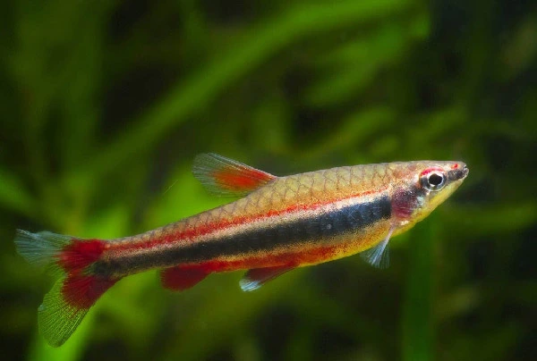 best-Red-Aquarium-Fish-Species-You-Can-Keep-Red-Beckfords-Pencil-Fish-Nannostomus-beckfordi-var.