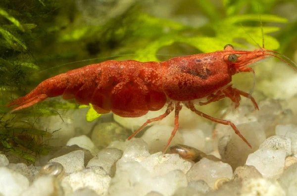 best-Red-Aquarium-Fish-Species-You-Can-Keep-Red-Cherry-Shrimp-Neocaridina-davidi-