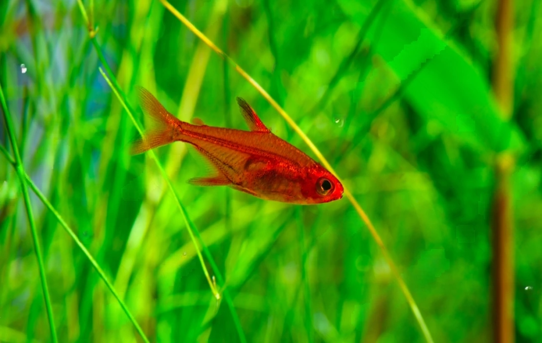 Ember tetra Fish 