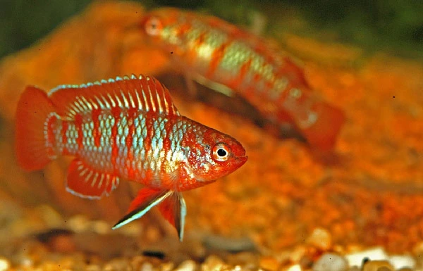 best-Red-Aquarium-Fish-Species-You-Can-Keep-Scarlet-Badis-Dario-