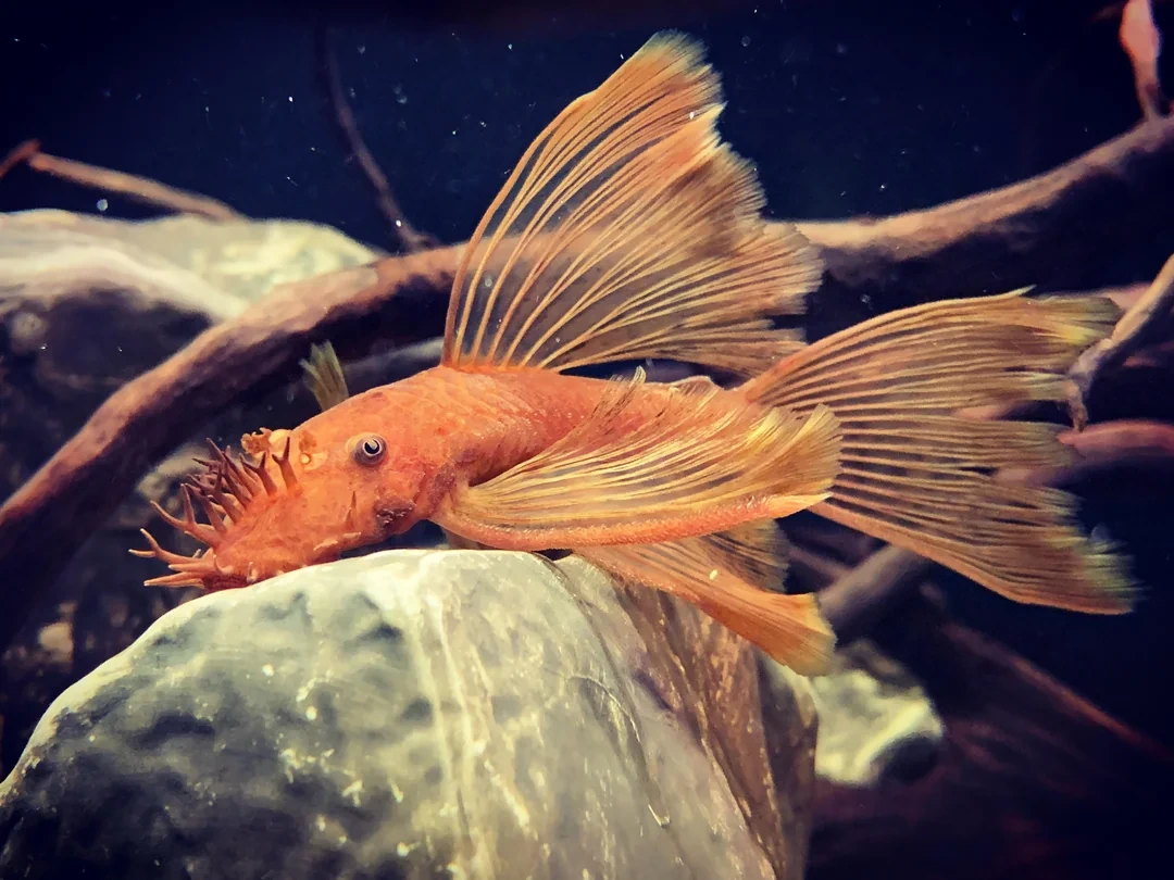 Super-Red-Pleco-Ancistrus