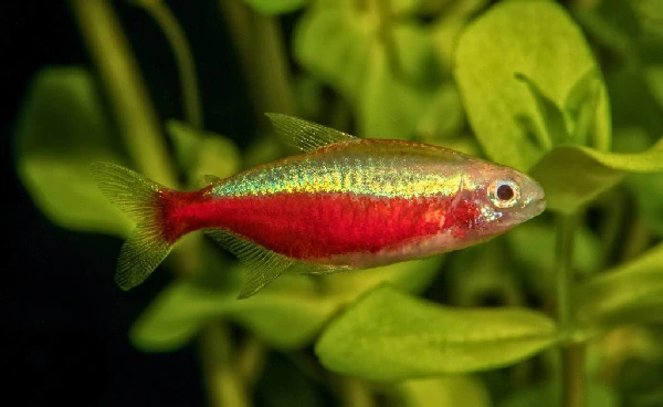 best-Red-Aquarium-Fish-Species-You-Can-KeepRed-Axelrodi-Rasboras-Sundadanio-axelrodi-Red