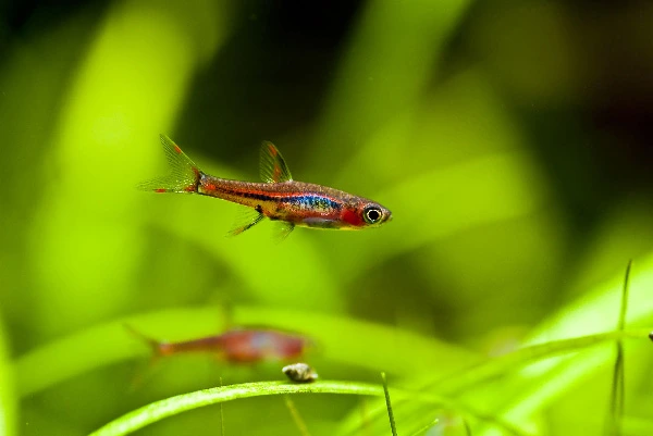 best-Red-Aquarium-Fish-Species-You-Can-KeepRed-Chili-Rasbora-Boraras-brigittae