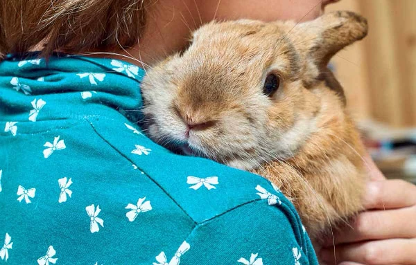 Things-You-Should-Know-Before-Getting-a-Rabbit-Care