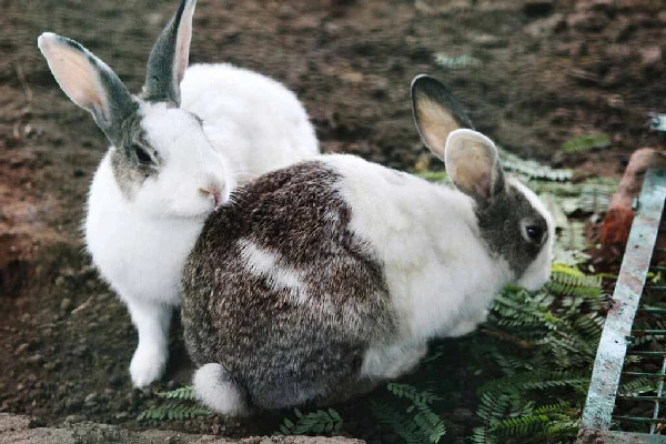 -You-Should-Know-Before-Getting-a-Rabbit-Companion