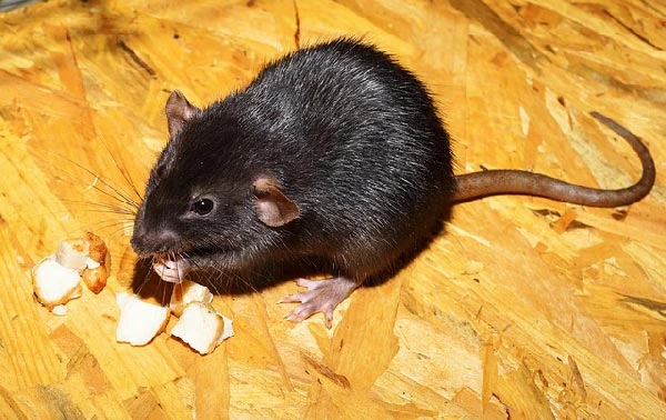 Things-to-know-before-getting-a-pet-rat
