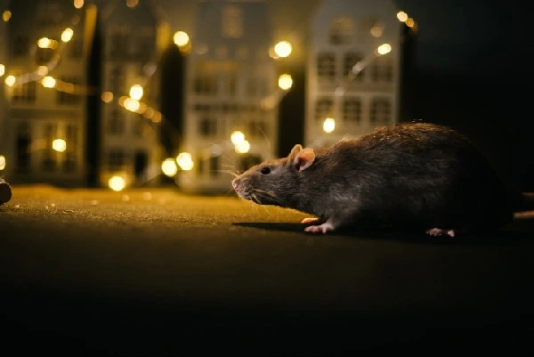 Things-to-know-before-getting-a-pet-rat