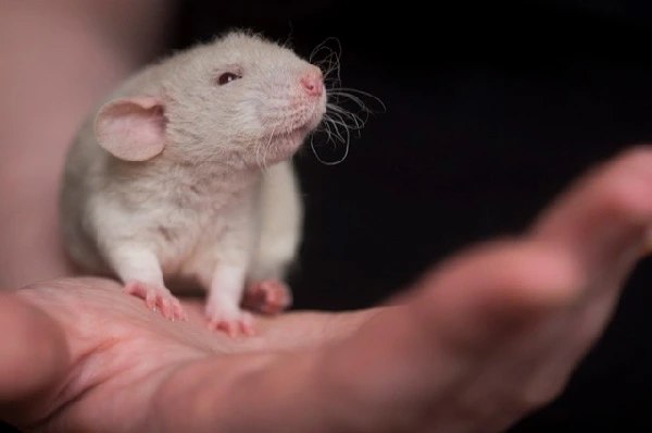 Things-to-know-before-getting-a-pet-rat