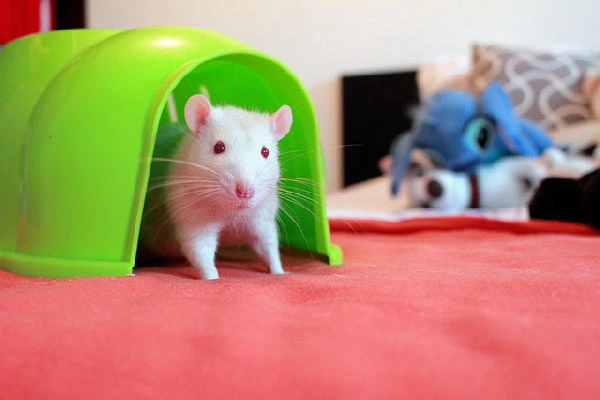 Things-to-know-before-getting-a-pet-rat-