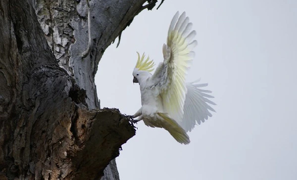 Cockatoo