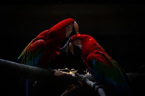 Top-10-Best-Types-of-Talking-Birds-Macaw