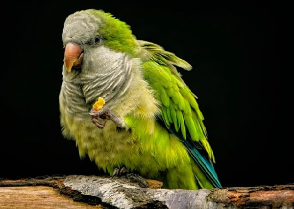 Quaker-Parrot