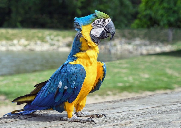 Blue and Gold Macaw