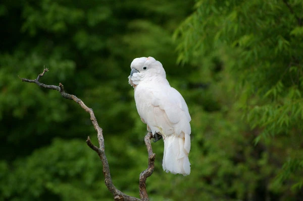 Umbrella Cockatoo