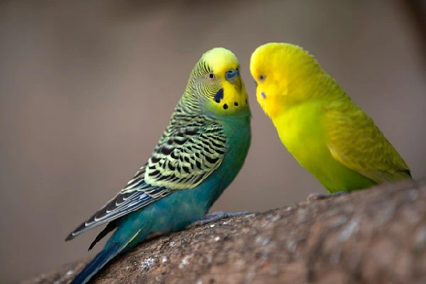 Best-Low-Maintenance-Pet-Birds-for-Your-Home-Budgerigar