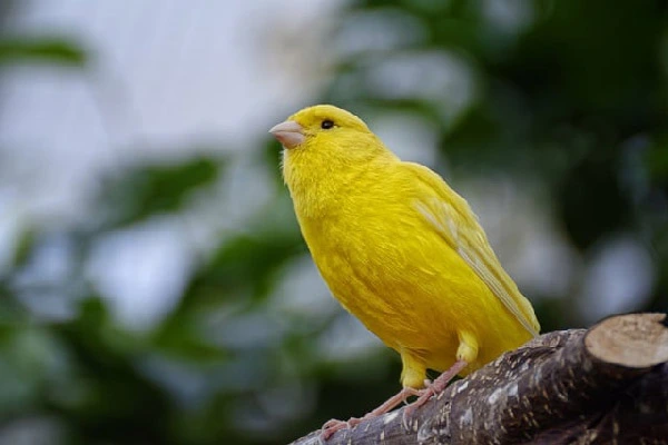 Best-Low-Maintenance-Pet-Birds-for-Your-Home-Canary