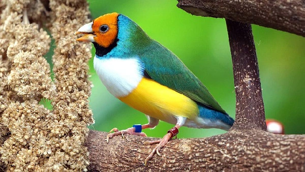 Best-Low-Maintenance-Pet-Birds-for-Your-Home-Finch