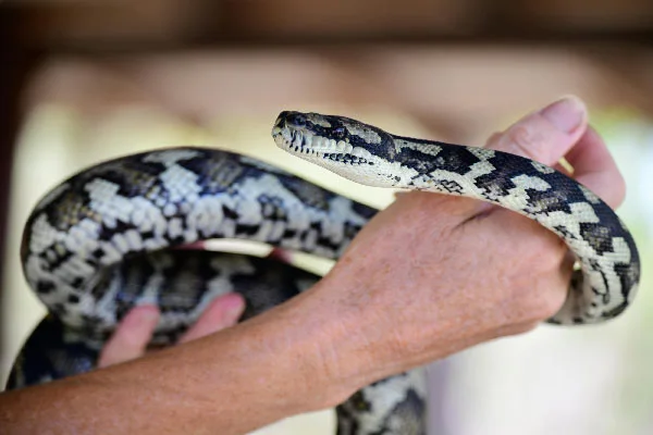 snake behavior