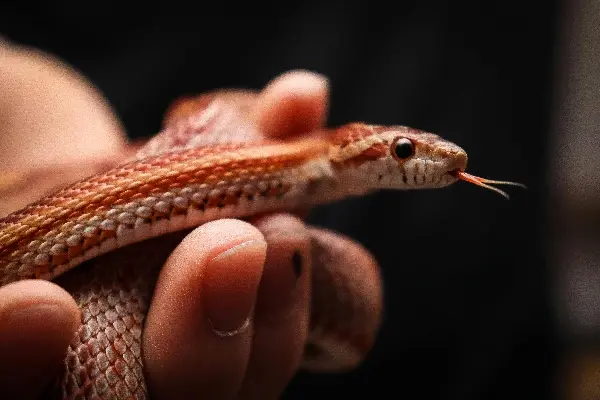 snake behavior