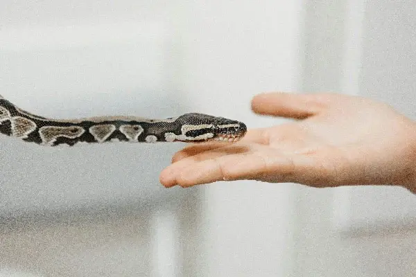 snake behavior