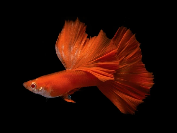 albino-full-red-guppy-