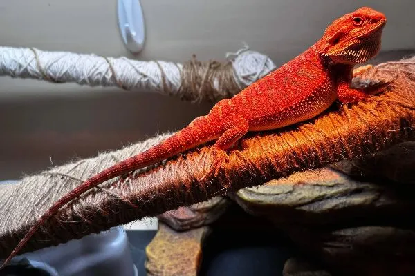 Train a bearded dragon