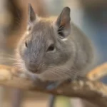 chinchilla