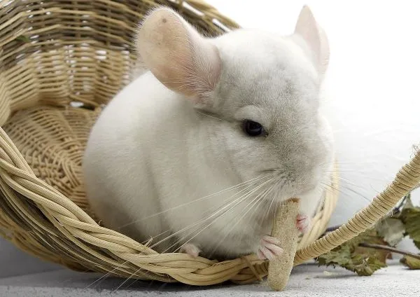 chinchilla-