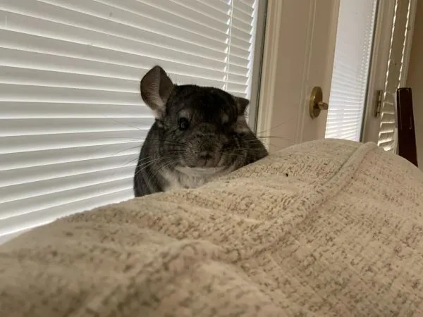 chinchillas-