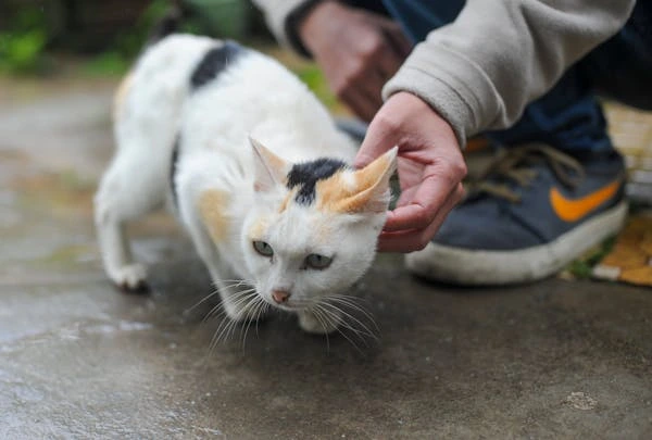 What to Know Before Adopting a Cat