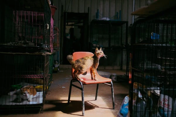 What to Know Before Adopting a Cat