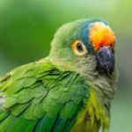 peach-fronted-parakeet