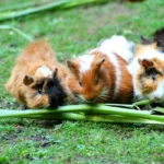 what to consider before getting guinea-pig-