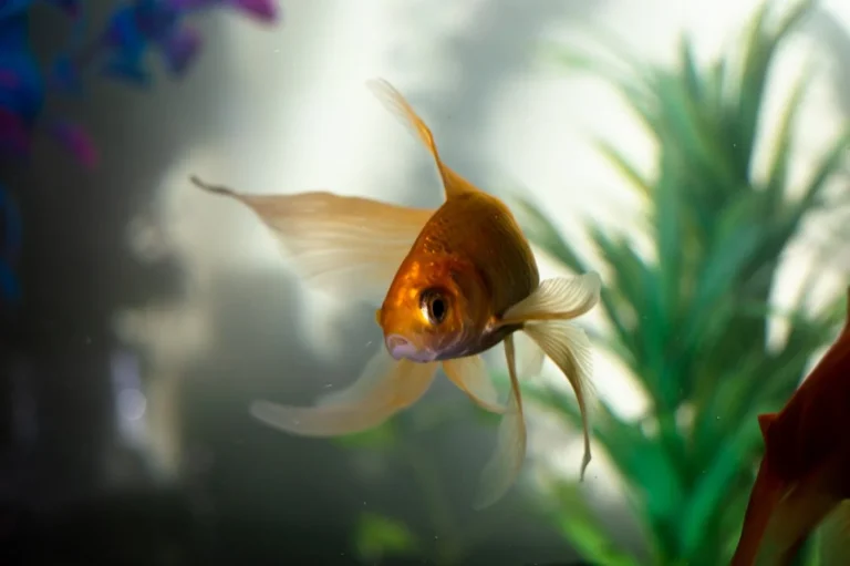how-to-take-care-for-goldfish