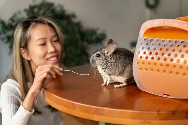 medium-shot-woman-with-cute-chinchilla