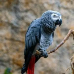 African-Grey-Parrot