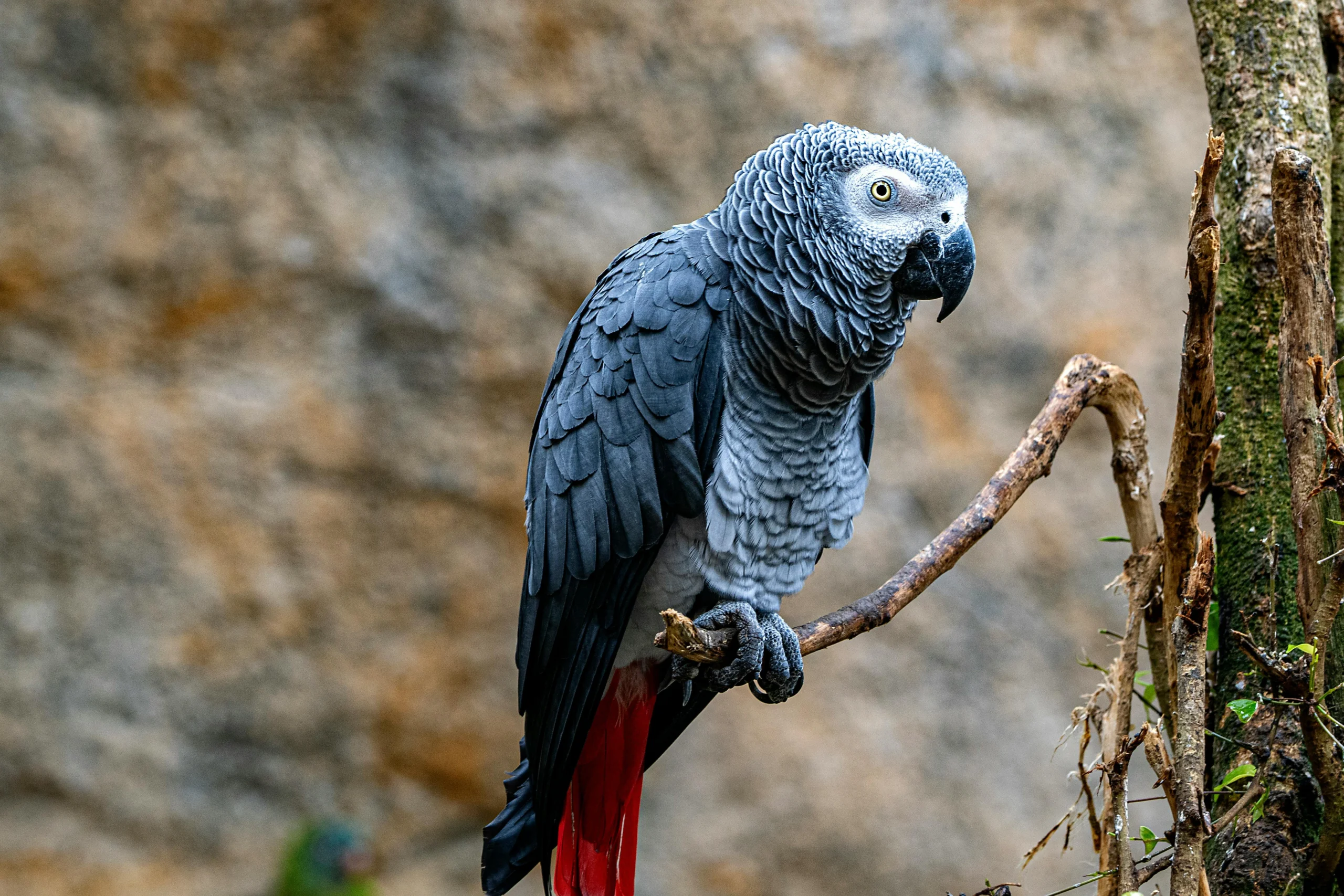 Popular Large Birds to Keep as Birds - African Grey Parrot